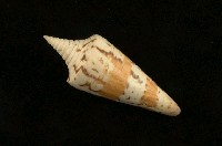 藏品(將軍芋螺)的圖片